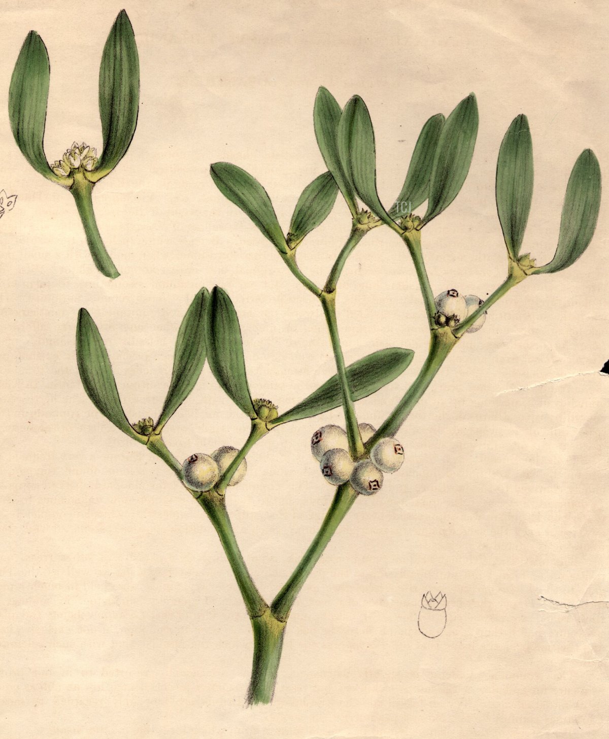 circa 1800: Viscum album, or mistletoe, with white berries