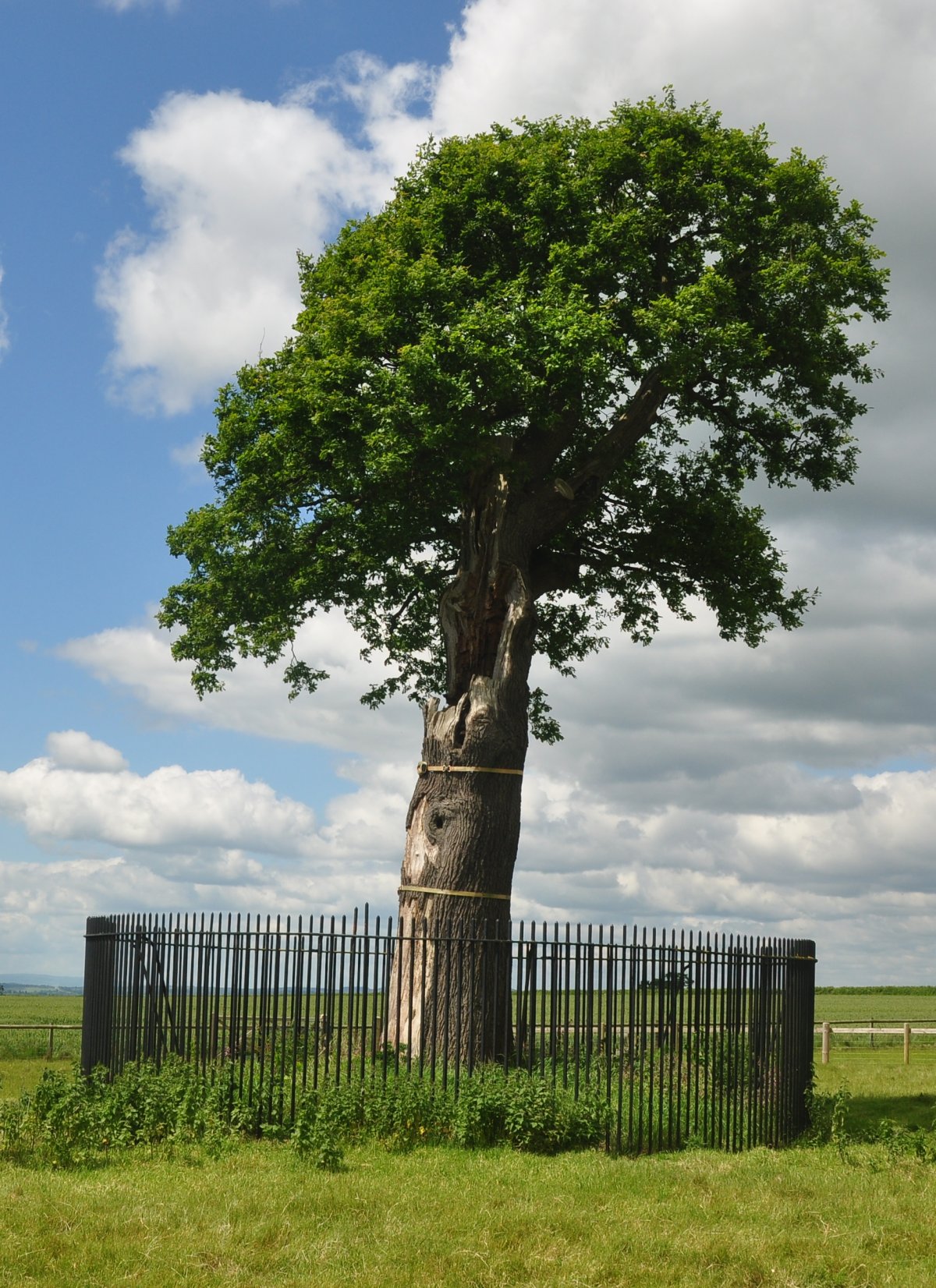 Son of Royal Oak, a descendant of the Royal Oak, near Boscobel House in Shropshire (Wikimedia Commons)
