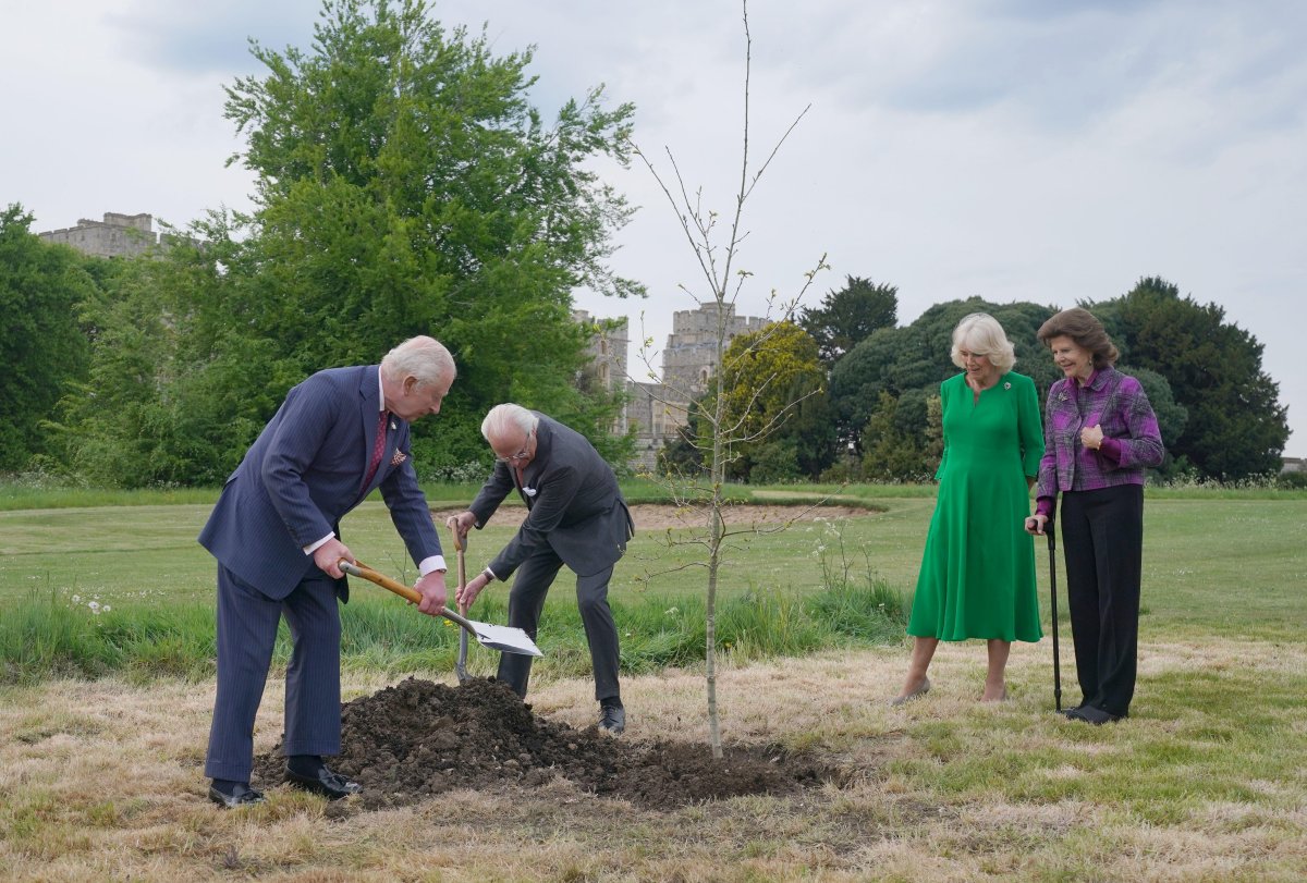 The King and Queen of Sweden and the King and Queen of the United Kingdom plant an oak tree from Solliden at Windsor Castle on May 1, 2025 (Yui Mok/PA Images/Alamy)